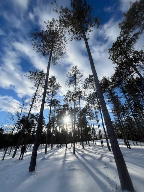 View of the pines, Ice Age Trail