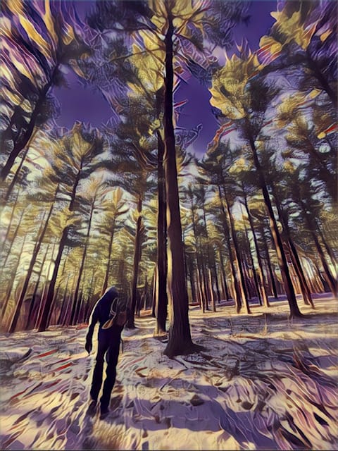 Stoney Ridge pines (edited with Prisma app)