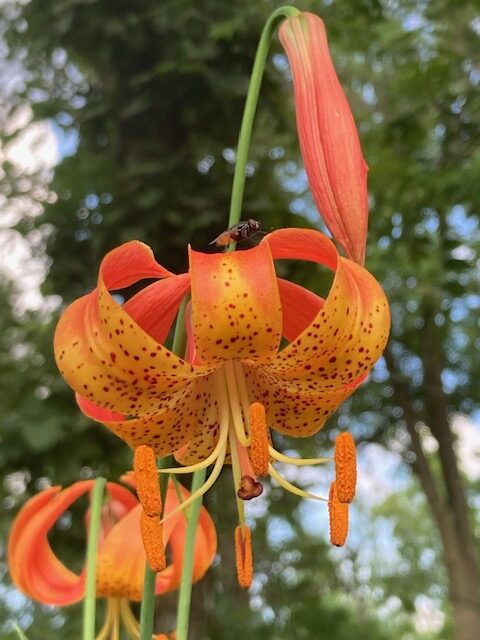 Native Michigan Lily, Sugar River State Trail, New Glarus, Wisconsin