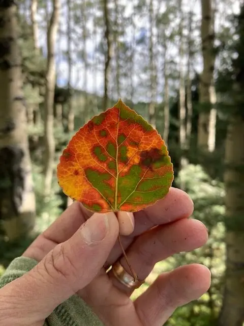 Aspen leaf from the Santa Fe National Forest, Norski Trail (September 2022).