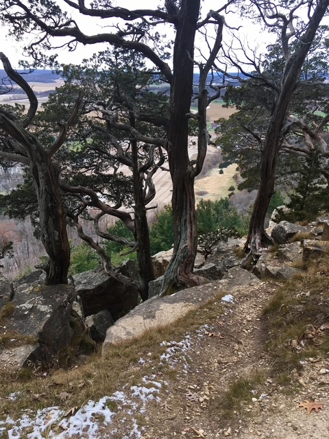 View from cedar trees atop Gibraltar Bluff