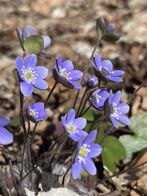 Hepatica Americana spring ephemeral wildflowers, Kettle Moraine State Forest, WI